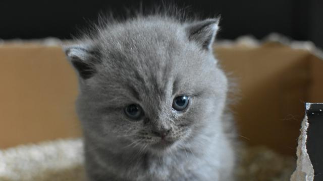 Scottish Fold