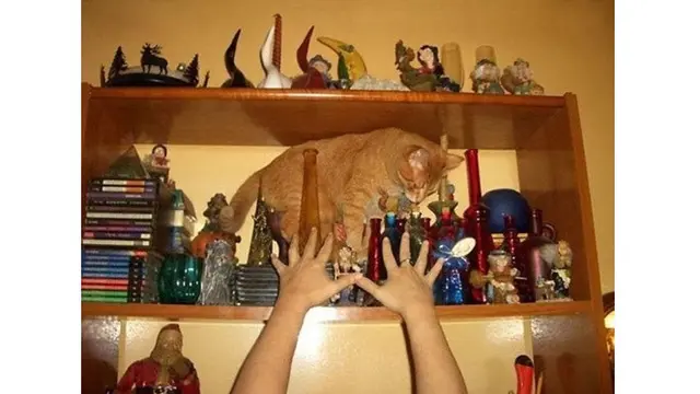 Potret 5 Kucing Oranye Rusak Barang Ini Bikin Geregetan