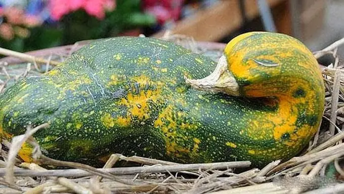 16 Sayuran Berbentuk Unik, Bukan Sayuran Biasa