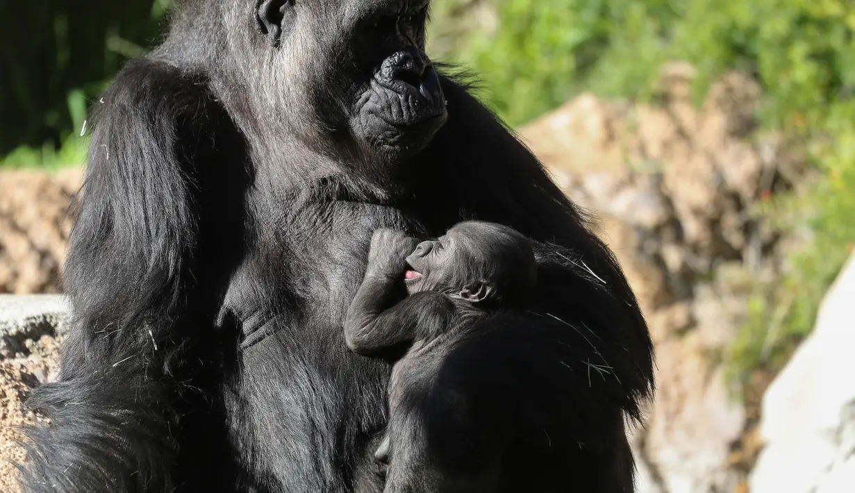 Bayi gorila betina berusia tiga minggu berada dalam pelukan induknya, Ndjia, di Kebun Binatang Los Angeles, California, Selasa (11/2/2020). Bayi yang belum diketahui namanya itu merupakan bayi gorila pertama yang lahir di bonbin Los Angeles dalam dua puluh tahun. (Mario Tama/Getty Images/AFP)