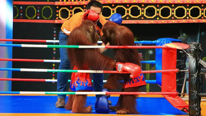 Saat Pony Dijadikan Pelacur, Orangutan Jantan Dipaksa Bertinju