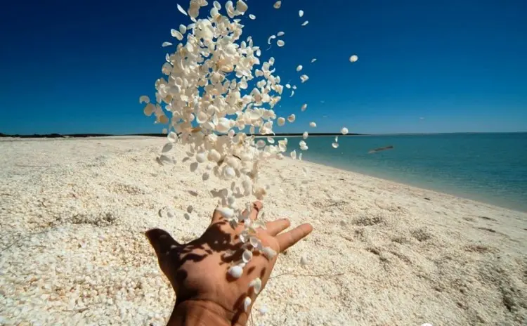 Shell Beach Australia. Source: http://www.charismaticplanet.com