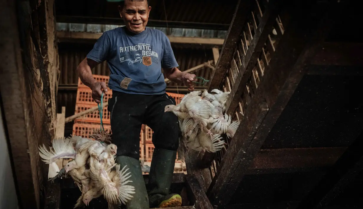 Data terbaru dari Pusat Informasi Harga Pangan Strategis (PIHPS) Nasional yang dikelola Bank Indonesia mencatat, cabai rawit merah menjadi salah satu penyumbang utama kenaikan dengan harga mencapai Rp83.150 per kilogram. Tampak dalam foto, seorang pria membawa ayam untuk ditimbang sebelum pengiriman di sebuah peternakan unggas, Jakarta pada 4 April 2026. (YASUYOSHI CHIBA/AFP)