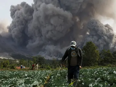 Seorang warga menyemprotkan pestisida pada tanamannya saat Gunung Sinabung melontarkan awan panasnya di Desa Tiga Serangkai, Karo, Sumatera Utara, Rabu (24/6/2015). (REUTERS/Beawiharta)