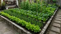 6 Ide Kebun Sayur di Bekas Kolam Ikan yang Produktif dan Estetik untuk Halaman Rumah