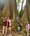 Dalam akun Instagram, Sri Mulyani menjelaskan jika pohon satu merupakan jenis dari pohon Meranti Tembaga (Shorea leprosula Mia), sedangkan pohon yang ada disebelahnya adalah jenis dari pohon Ara Ratu (Ficus albipila (Miq.) King). &ldquo;Pohon saja berjodoh,&rdquo; katanya. [@smindrawati]
