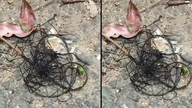 Makhluk Misterius diduga alien di Taiwan