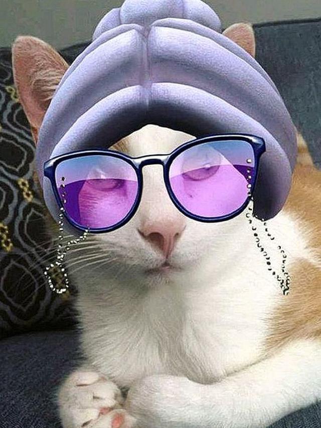 6 Potret Kucing Pakai Filter HP Ini Kocak Banget, Ada-Ada Saja