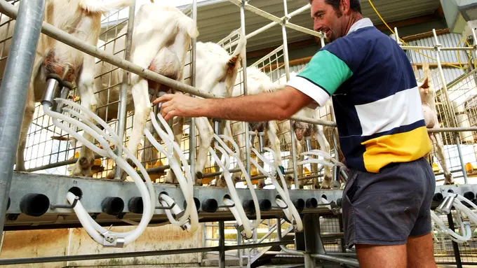 Susu Kambing Formula