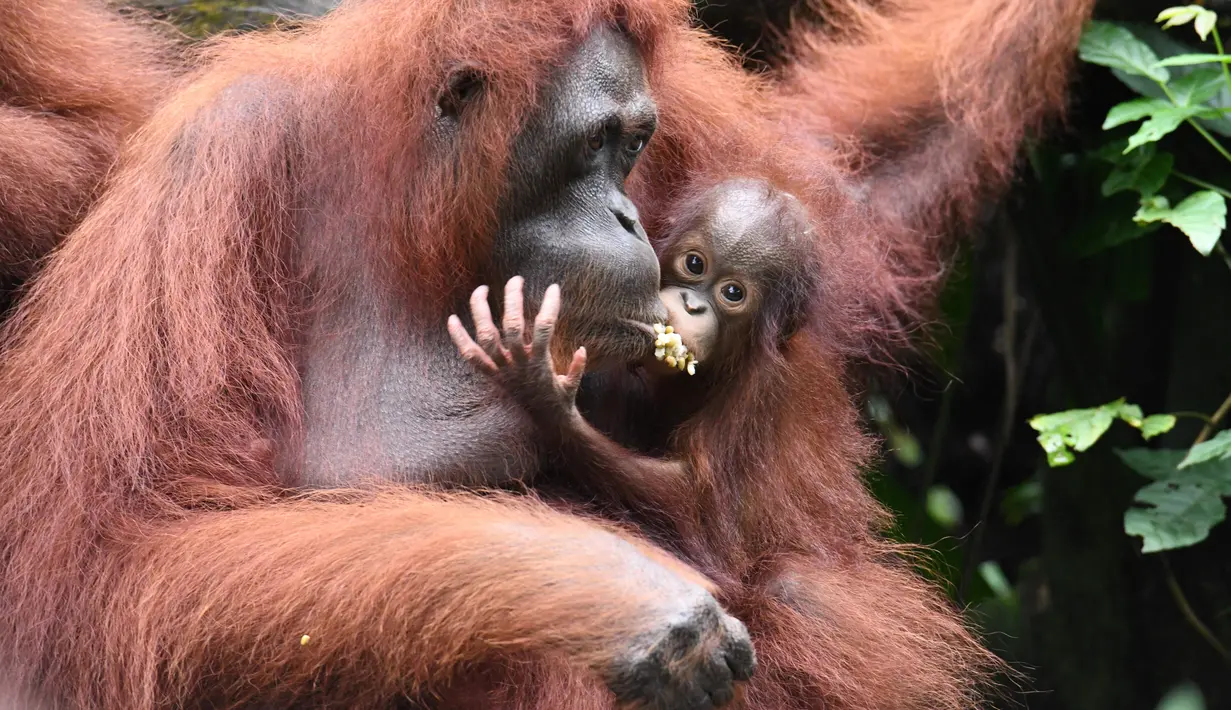 Seorang bayi orangutan bernama Khansa (kanan) menempel pada ibunya, Anita, di kandang mereka di Kebun Binatang Singapura, Kamis (11/1). Kebun Binatang Singapura aktif melakukan konservasi satwa liar khususnya yang terancam punah. (AFP PHOTO/Roslan RAHMAN)