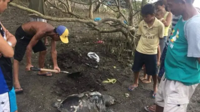 Pencemaran Makin Parah, Penyu Mati dengan Plastik Menyumbat Duburnya