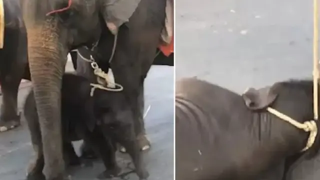 Pilu, Bayi Gajah Pingsan Dipaksa Temani Turis di Cuaca Panas