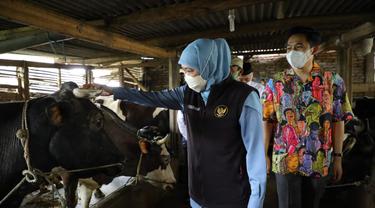 Gubernur Jatim Khofifahs saat meninjau peternakan sapi perah. (Dian Kurniawan/Liputan6.com)