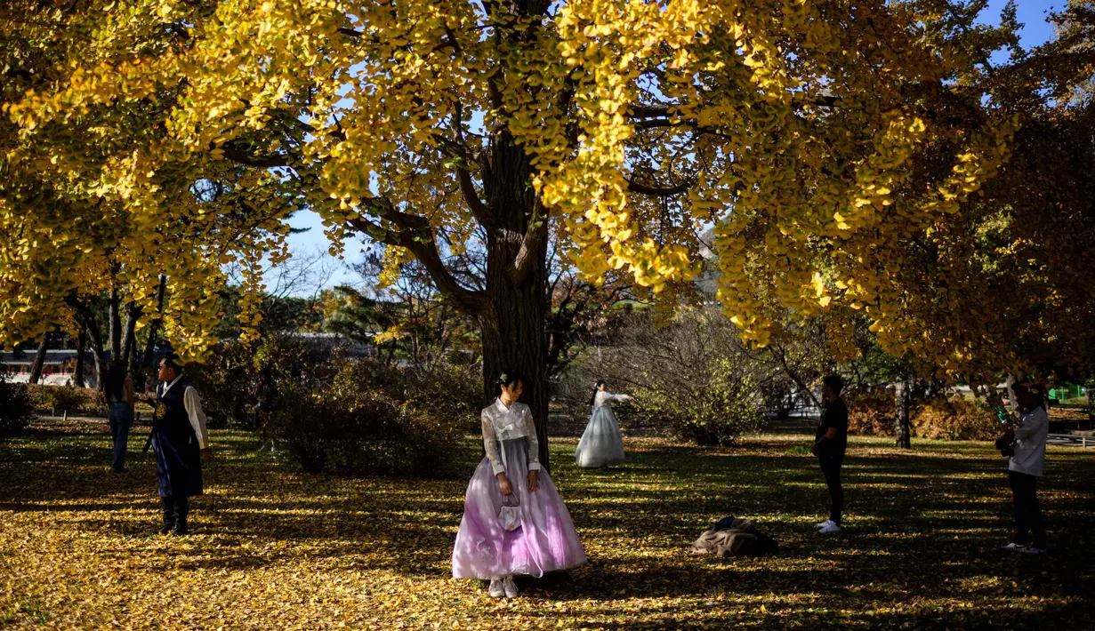 Mengenakan pakaian tradisional Hanbok dan berfoto di bawah pohon gingko dengan dedaunan musim gugur di halaman Istana Gyeongbokgung, Seoul menjadi pengalaman tersendiri bagi wisatawan. (ANTHONY WALLACE/AFP)