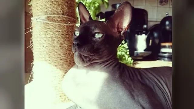 Potret 5 Kucing yang Jadi Korban Sengatan Lebah Ini Bikin Syok