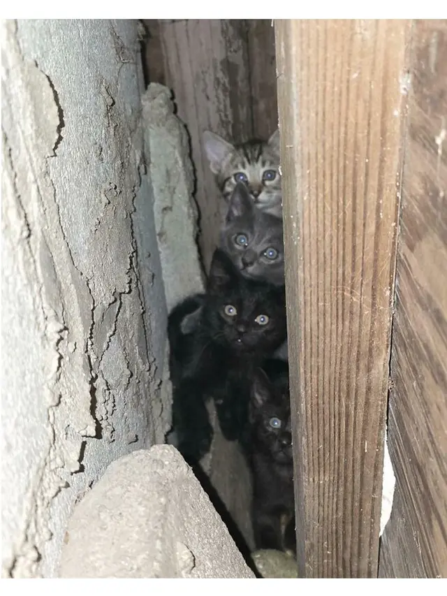 6 Potret Geng Kucing Lagi Kepo Tetangga, Kompak Melongok Pintu dan Jendela