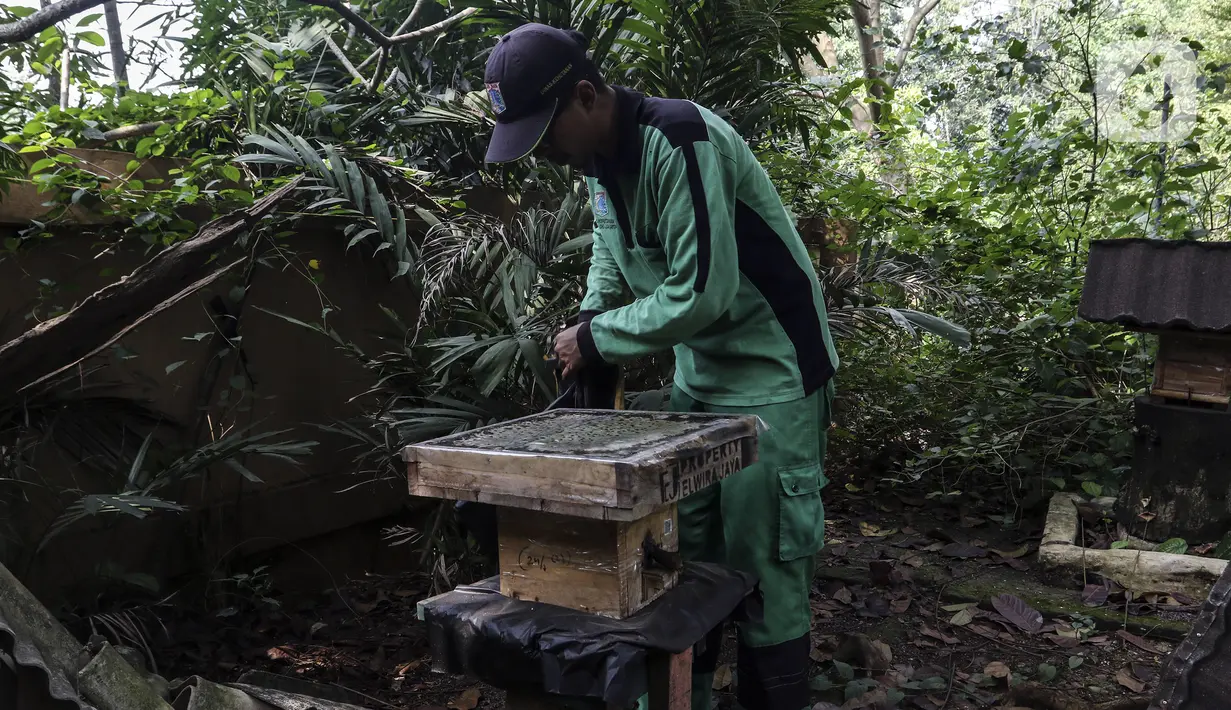 Petugas Kelompok Tani Hutan Lestari membuka sarang lebah trigona di Hutan Kota Srengseng, Jakarta Barat, Sabtu (30/7/2022). Dinas Pertamanan dan Hutan Kota DKI Jakarta membudidayakan lebah trigona yang hasil produksinya dijual seharga Rp 125.000 per 300 mili liter dan menjadi salah satu wisata alternatif di Jakarta. (Liputan6.com/Johan Tallo)