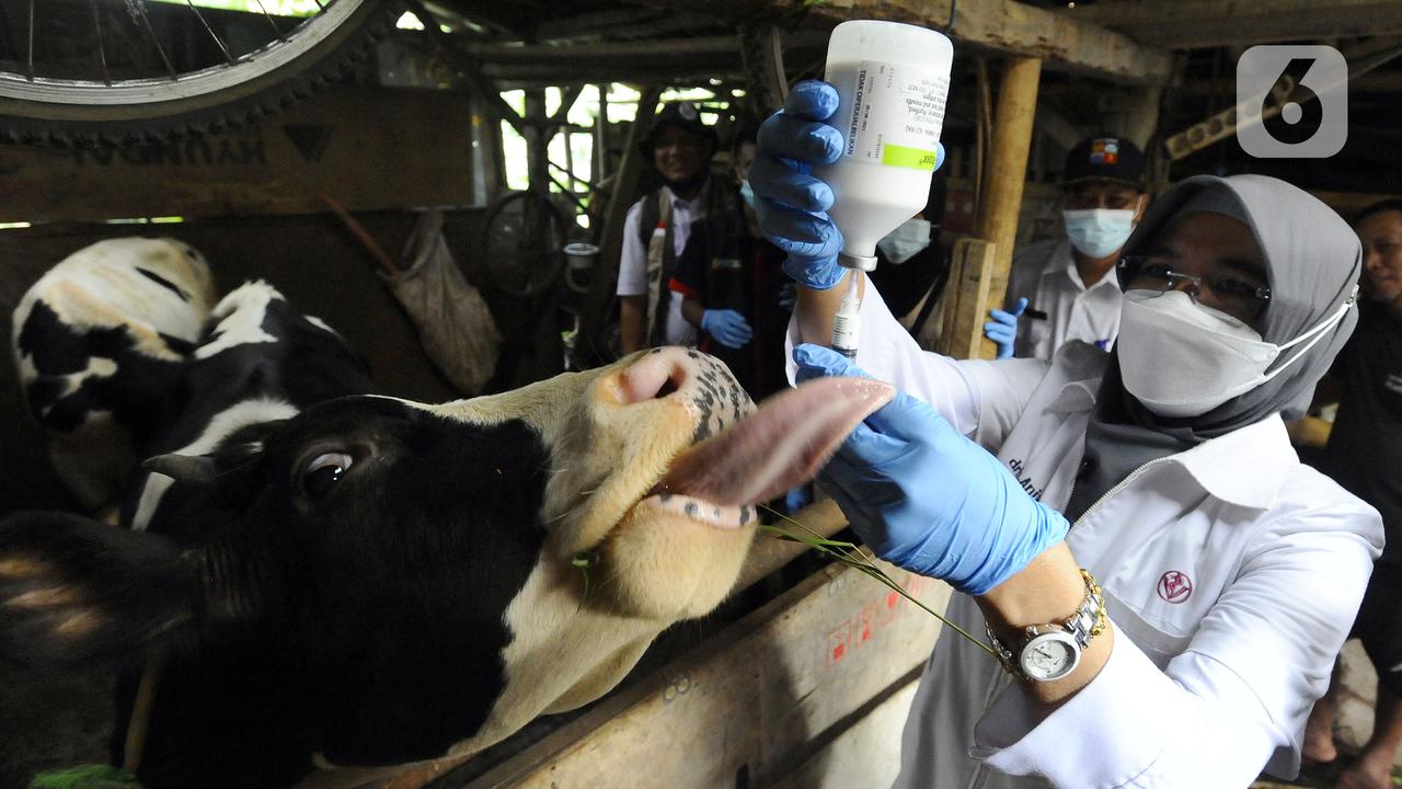 FOTO: Vaksinasi PMK untuk Hewan Ternak di Bogor