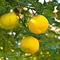 Mengenal Jeruk Yuzu, Buah Citrus Jepang dengan Rasa Asam yang Khas