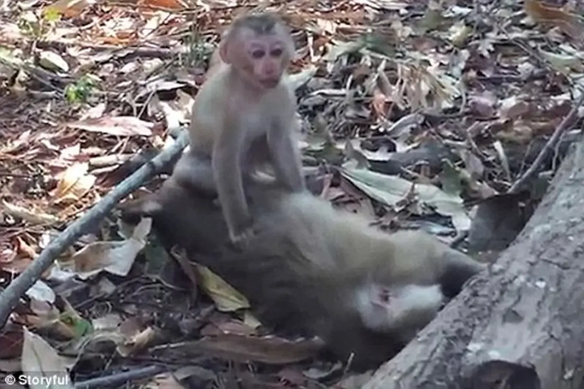 Anak Monyet