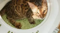 Menciptakan Harmoni antara Kenyamanan Kucing dan Estetika Rumah