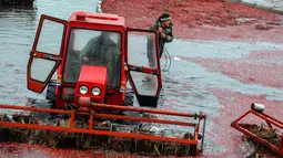 Petani Belarusia menggunakan alat berat saat memanen cranberry di sebuah peternakan di desa Selishche, sekitar 290 km selatan Minsk. (AFP Photo/Sergei Gapon)