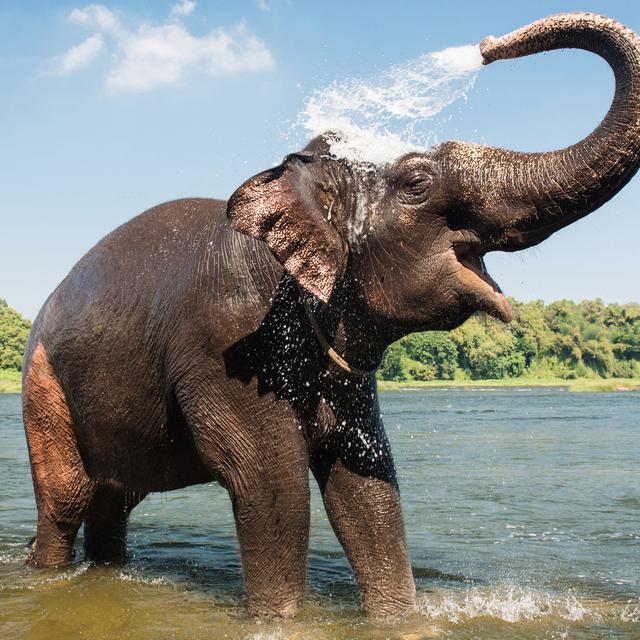 Unduh 96+ Gambar Gajah Nikah Terbaru 