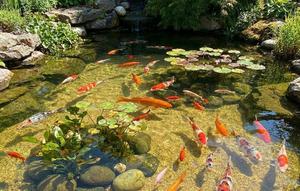 Pasir Atau Kerikil Yang Paling Baik Sebagai Dasar Kolam Ikan? (Foto: AI)