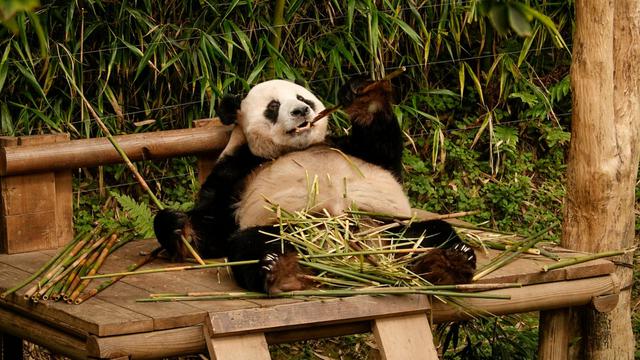 Giant Panda