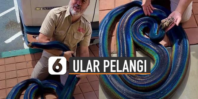 VIDEO: Unik, Ular Memiliki Warna Seperti Pelangi