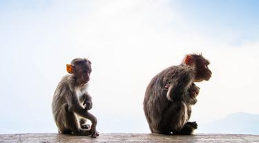 Ilustrasi Monyet