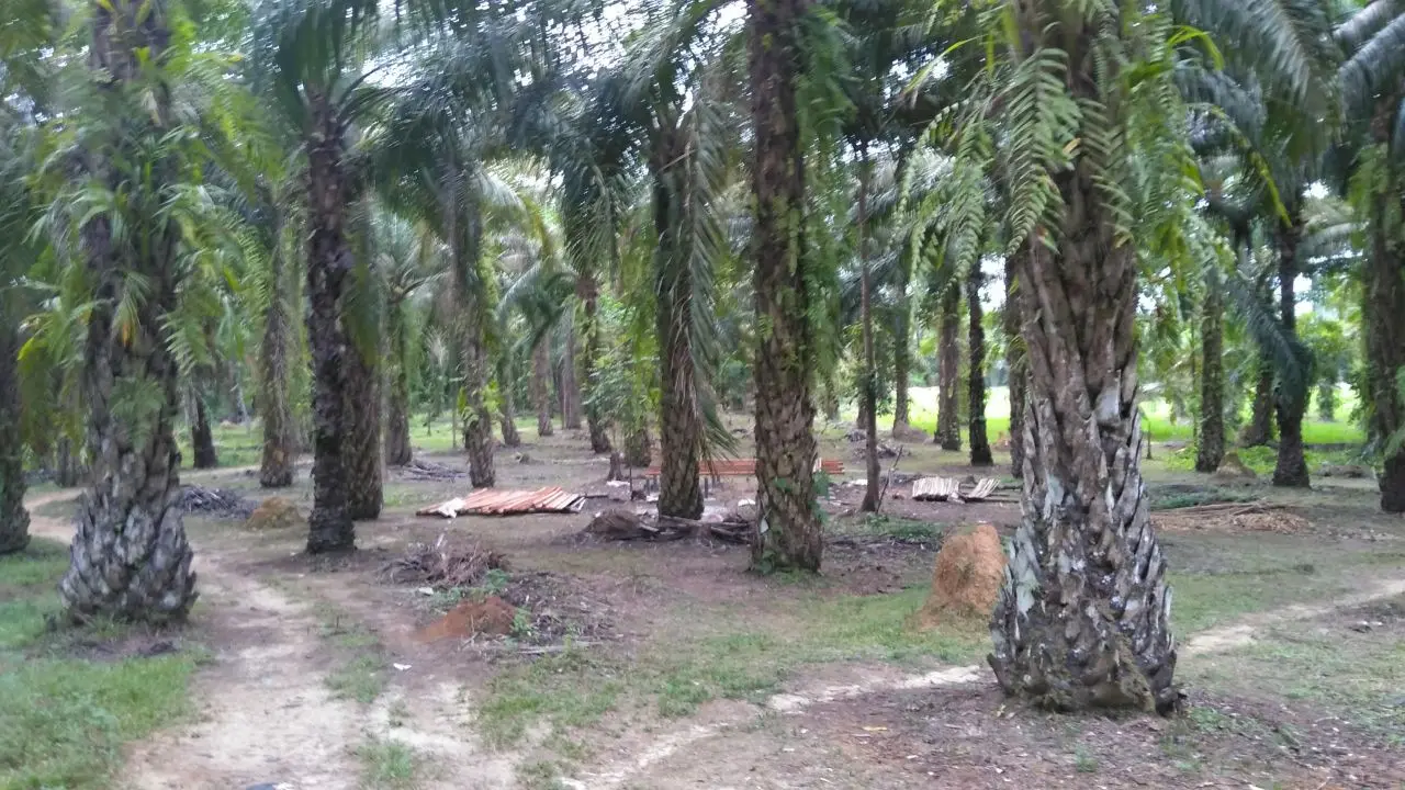 Cuci Uang DPRD Langkat di kasus narkoba
