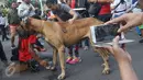 Seseorang mengambil gambar anjing jenis Great Dane disela kegiatan Car Free Day di Jakarta, Minggu (18/12). Anjing tersebut menarik perhatian pengunjung karena ukurannya yang lebih besar dibanding anjing pada umumnya. (Liputan6.com/Immanuel Antonius)