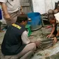 Ikan Aligator yang terjerat di alat tangkap ikan milik warga Kabupaten OKI Sumsel (Dok. Arif Palembang / Nefri Inge)