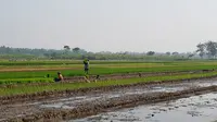 Total luas sawah Kabupaten Lampung Selatan yang bakal masuk LP2B geospasial seluas 36.052 hektar dari luas lahan sawah Lampung Selatan 45.575 hektar.
