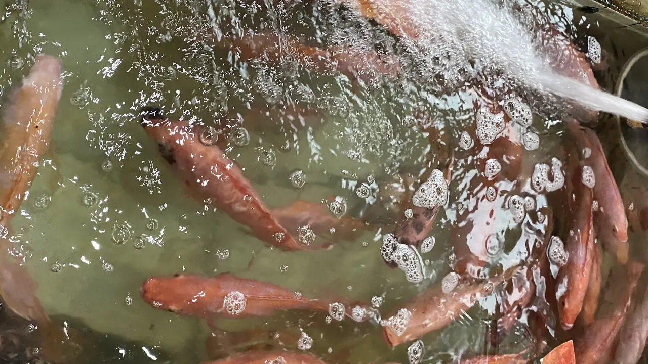 Ikan Nila di Pasar Rebo