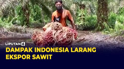 VIDEO: Larangan Ekspor Sawit Indonesia Perburuk Pasar Internasional?