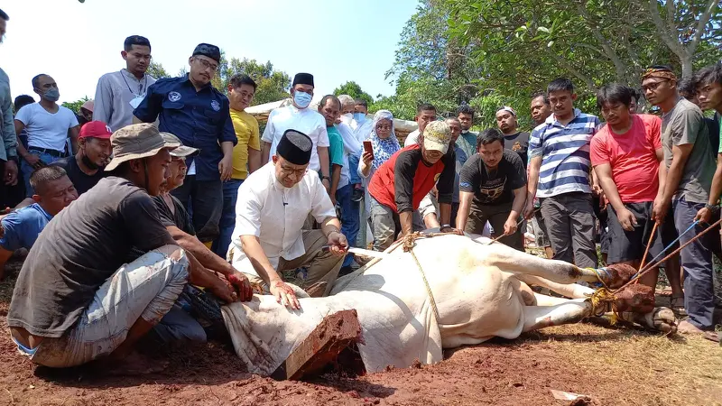 Gubernur DKI Jakarta Anies Baswesdan menyembelih sendiri hewan kurban miliknya di Hari Raya Idul Adha 1443 Hijriah