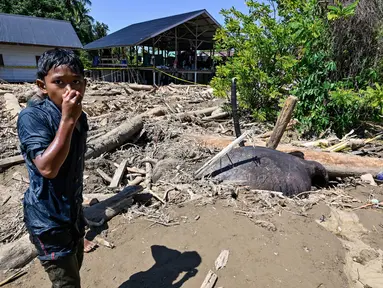Seorang anak laki-laki berdiri di samping seekor gajah Sumatra mati yang terkubur lumpur di daerah terdampak banjir di Meureudu, Kabupaten Pidie Jaya, Provinsi Aceh, pada 30 November 2025. Tidak hanya manusia, bencana hidrometeorologi akibat siklon tropis Senyar di Aceh juga berdampak pada kehidupan satwa liar. (CHAIDEER MAHYUDDIN/AFP)