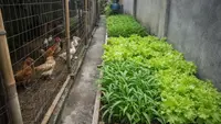 Cara Maksimalkan Gang 1 Meter untuk Ternak dan Tanam Sayur