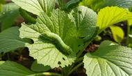 10 Tanaman yang Bisa Membantu Mengurangi Ulat pada Kebun Sayur, Lebih Sehat Tanpa Pestisida
