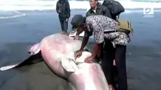 Hiu Paus sepanjang 4 meter terdampar di pantai Yogyakarta. Ini adalah kali kedua seekor hiu paus terdampar di pantai Yogya hingga meninggal.