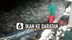 Fenomena ribuan ikan naik ke daratan terjadi di Pelabuhan Lewoleba, Nusa Tenggara Timur.