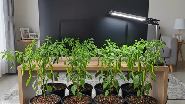 Ide Kebun Cabai Indoor Sederhana. AI