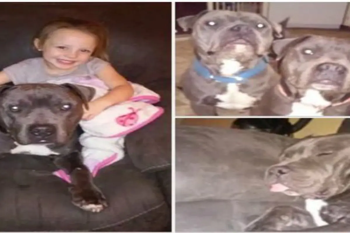 Anak usia 4 tahun beri makan 6 anjing pit bull