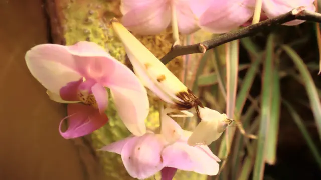 Pink in nature (2)