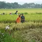Petani Grobogan sudah mulai memasuki masa panen. Ironisnya, kementrian perdagangan malah mengupayakan impor beras. (foto: Liputan6.com/felek wahyu)