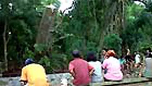 Ajaib, Pohon Tumbang Berdiri Lagi