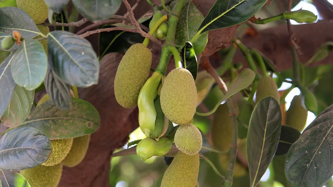 Daun Nangka