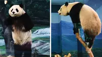 Seekor panda di kebun binatang memperagakan kelincahan yang serupa dengan laga Kung Fu Panda.